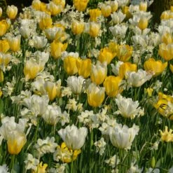 Assortiment Fidji : Tulipes Hâtives + Narcisse