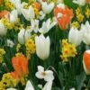 Assortiment Madagascar : Tulipes Hâtives + Narcisses -Garden Supplies Sales Shop 4267 melange madagascar 3 turc 1000