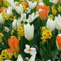 Assortiment Madagascar : Tulipes Hâtives + Narcisses