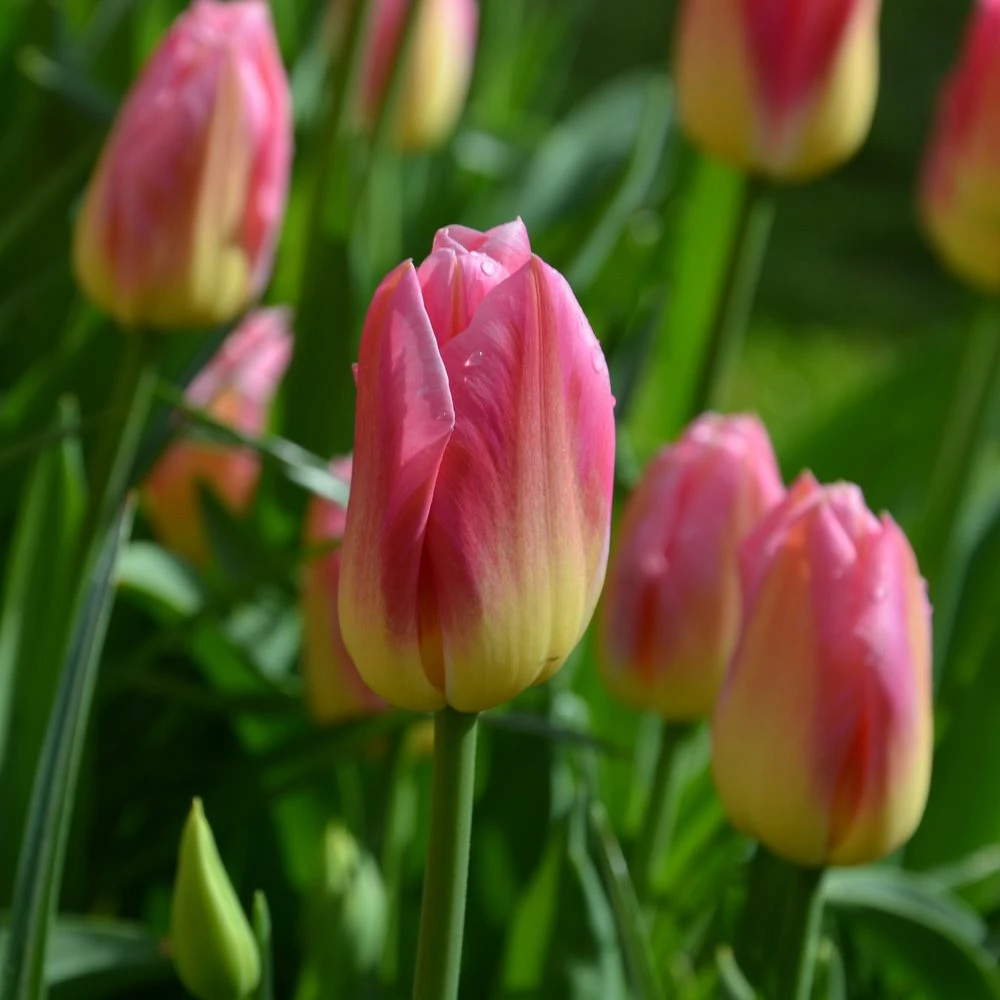 Tulipe Triomphe Tom Pouce 4 Tulipe Triomphe Tom Pouce - Image 2