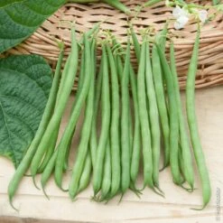 Haricot Nain Filet Sans Fil Skipper