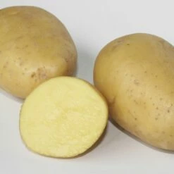 Pomme De Terre Maiwen BIO