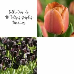 Collection De 40 Tulipes Simples Tardives