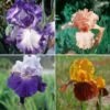 Collection De 8 Iris à Grandes Fleurs -Garden Supplies Sales Shop 4904 collection 8 iris grandes fleurs t1000
