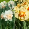 Collection De 36 Narcisses à Fleurs Doubles -Garden Supplies Sales Shop 4910 collection de narcisses fleurs