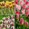 Collection De 40 Tulipes Triomphe -Garden Supplies Sales Shop 4917 collection 40 tulipes triomphe