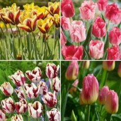 Collection De 40 Tulipes Triomphe