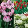 Collection De 24 Tulipes Doubles Hâtives -Garden Supplies Sales Shop 4920 collection de 40 tulipes doubles h tives