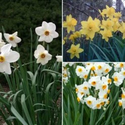 Collection De 27 Narcisses