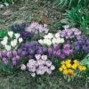 Collection De 75 Crocus à Grandes Fleurs -Garden Supplies Sales Shop 4937 collection de 100 crocus grandes fleurs n1900717