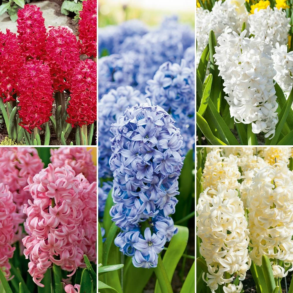 Collection De 25 Jacinthes à Massifs 3 Collection De 25 Jacinthes à Massifs