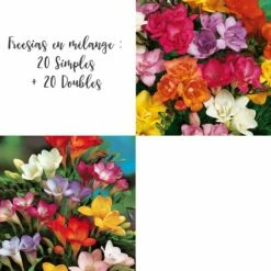 Freesias En Mélange : 20 Simples + 20 Doubles
