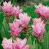 Curcuma Alismatifolia -Garden Supplies Sales Shop 5109 curcuma alismatifolia ho hv020787