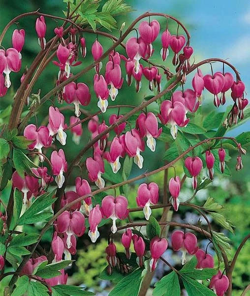 Coeur De Marie 4 Coeur De Marie - Image 2