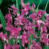 Bletilla Striata -Garden Supplies Sales Shop 5129 bletilla striata 75 04 80 000 t1000 ho