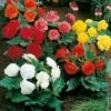 Bégonias NON STOP ® En Mélange -Garden Supplies Sales Shop 5220 b gonias non stop en m lange ho 80 43 15 000