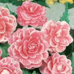 Bégonia à Fleurs De Camélia