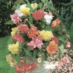 Bégonias Cascades Doubles Pastel En Mélange