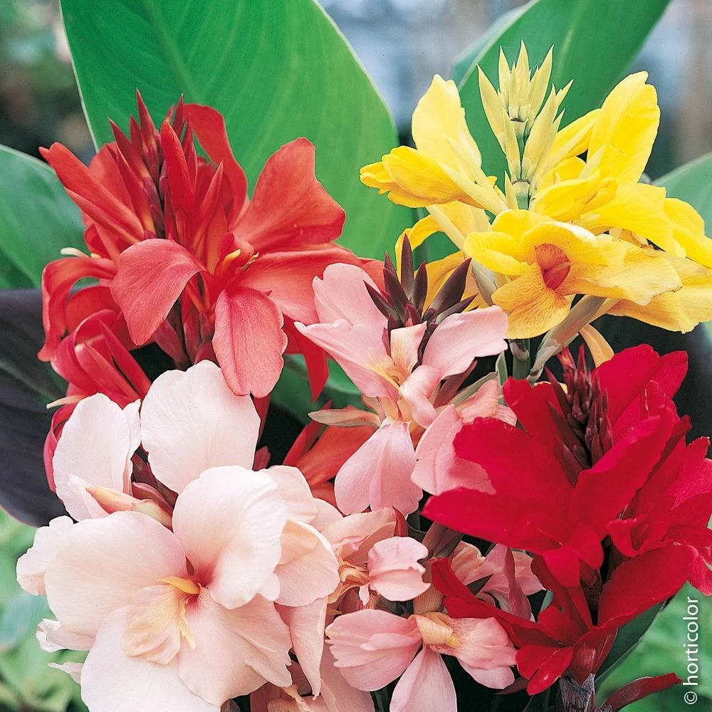 5 Grands Cannas En Mélange 3 5 Grands Cannas En Mélange