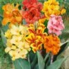 Cannas Nains En Mélange -Garden Supplies Sales Shop 5320 5 cannas nains n1905327 140 taille1000 ho