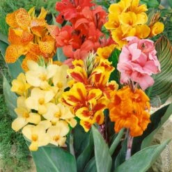 Cannas Nains En Mélange