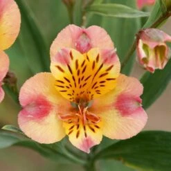 Alstroemère Ou Lis Des Incas Chartrené