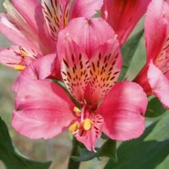 Alstroemère Ou Lis Des Incas Marcé