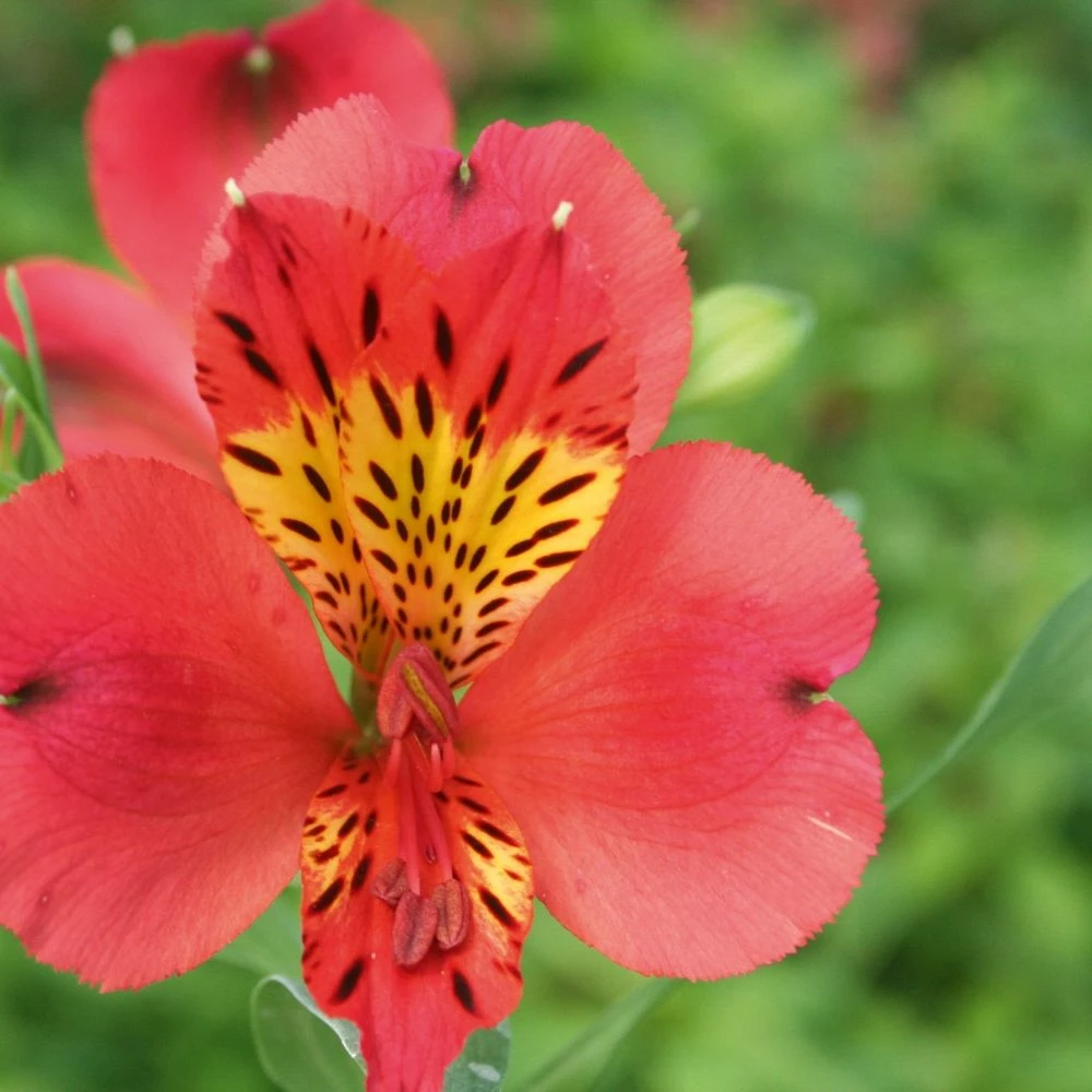 Alstroemère Ou Lis Des Incas Liré 3 Alstroemère Ou Lis Des Incas Liré