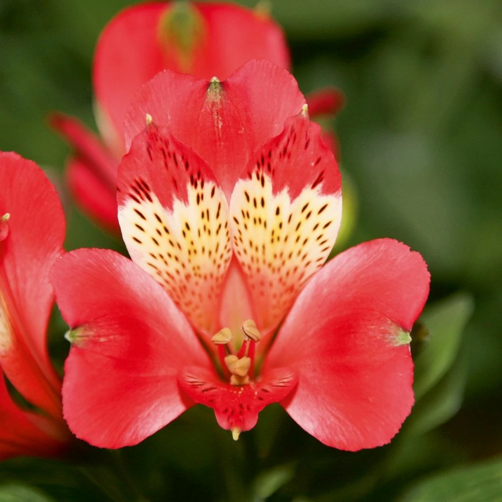 Alstroemère Ou Lis Des Incas Pitchounes Stella 3 Alstroemère Ou Lis Des Incas Pitchounes Stella