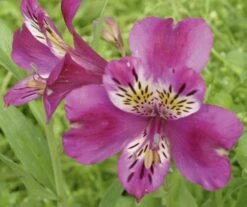 Alstroemère Ou Lis Des Incas Montsoreau Cov Turcalreau