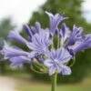 Agapanthe Naine Sophie -Garden Supplies Sales Shop 5346 agapanthes naines sophie pierreturc turcieflor 0062