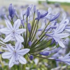Garden Supplies Sales Shop -Garden Supplies Sales Shop 5346 agapanthes naines sophie turcieflor 0043 t1000