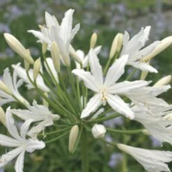 Agapanthe Vallée De La Sarthe