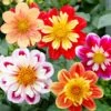 Dahlia à Collerette En Mélange 2 Dahlia à Collerette En Mélange -Garden Supplies Sales Shop 5414 montage