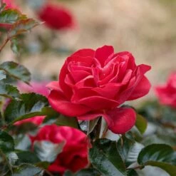Rosier ROSE DU CICR ® Meizilena -Garden Supplies Sales Shop 5479 09 01 zelina 19 00002 t1000