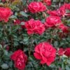 Rosier ROSE DU CICR ® Meizilena 1 Rosier ROSE DU CICR ® Meizilena -Garden Supplies Sales Shop 5479 09 01 zelina 19 00006 t1000