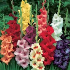 Glaïeuls En Mélange