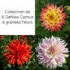 Collection De 6 Dahlias Cactus à Grandes Fleurs