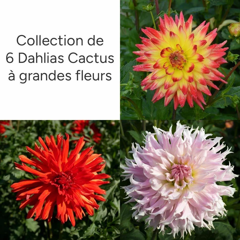 Collection De 6 Dahlias Cactus à Grandes Fleurs 3 Collection De 6 Dahlias Cactus à Grandes Fleurs