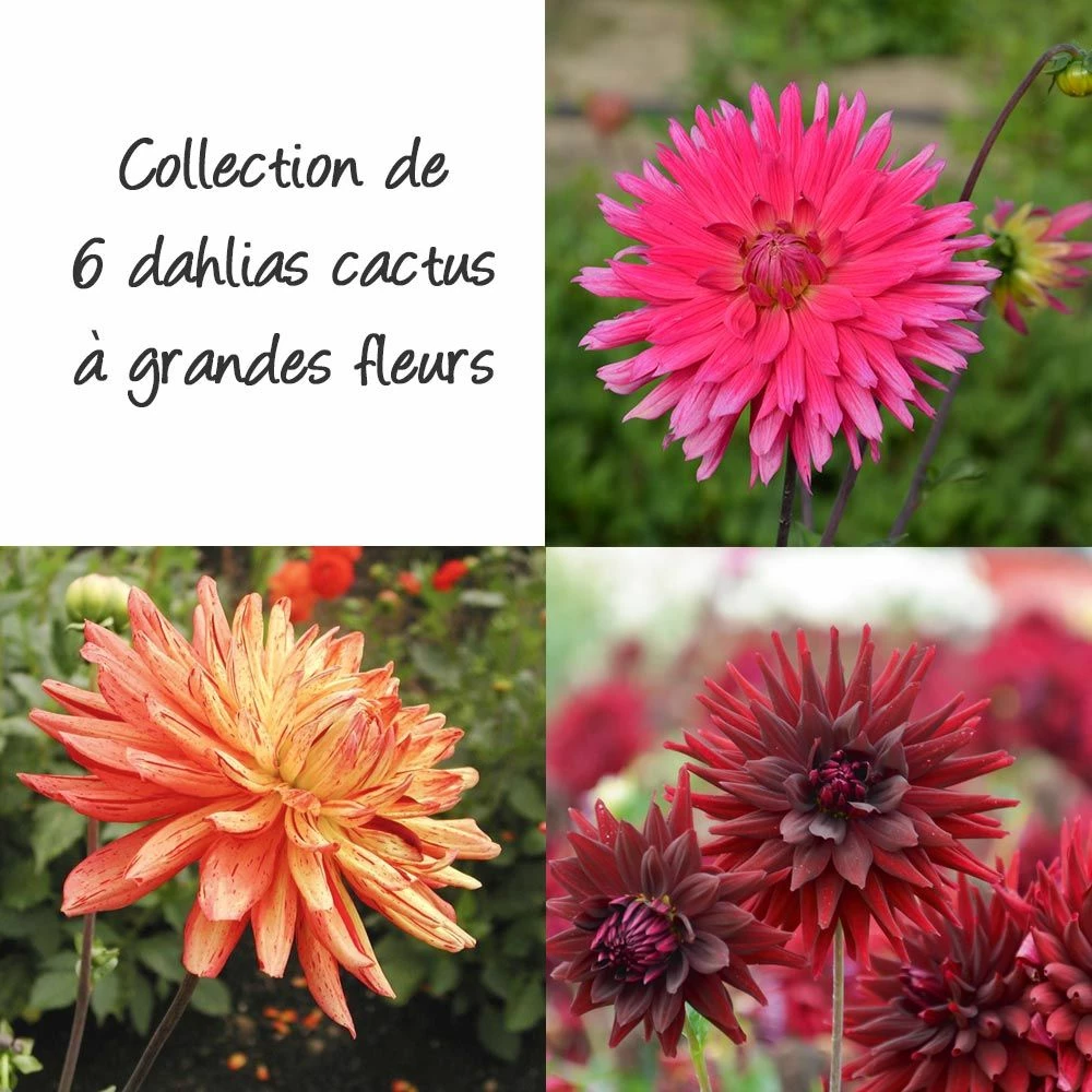Collection 6 Dahlias Cactus à Grandes Fleurs 3 Collection 6 Dahlias Cactus à Grandes Fleurs