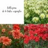Collection De 6 Dahlias Buissons -Garden Supplies Sales Shop 5910 collection de 6 dahlias buissons it
