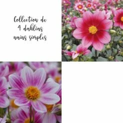 Collection De 4 Dahlias Nains Simples