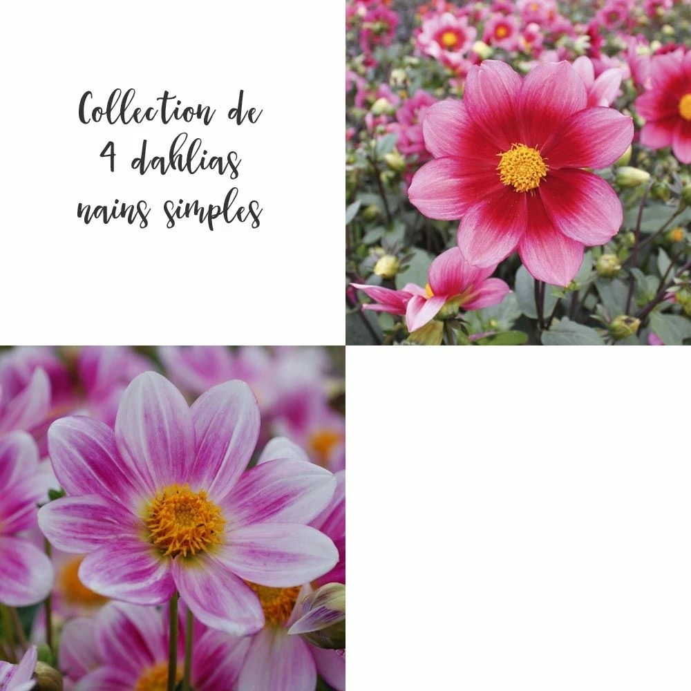 Collection De 4 Dahlias Nains Simples 3 Collection De 4 Dahlias Nains Simples