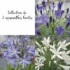 Collection De 3 Agapanthes Hautes