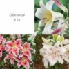Collection De 9 Lis -Garden Supplies Sales Shop 5927 collecton de 9 lys