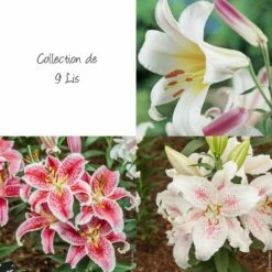 Collection De 9 Lis