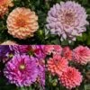 Collection De Dahlias Nains Doubles Assortis 2 Collection De Dahlias Nains Doubles Assortis -Garden Supplies Sales Shop 5930 collection 8 dahlias nains doubles pe23