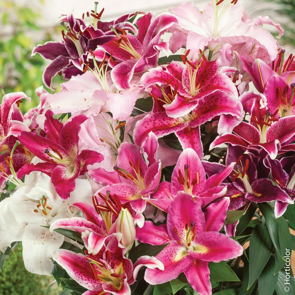 Lis Orientaux En Mélange 3 Lis Orientaux En Mélange