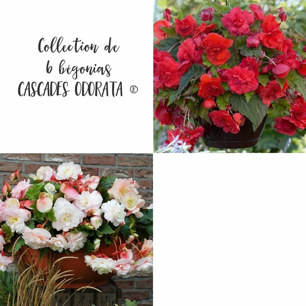 Collection De 6 Bégonias CASCADE ODORATA ® 3 Collection De 6 Bégonias CASCADE ODORATA ®