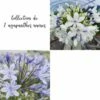Collection De 2 Agapanthes Naines -Garden Supplies Sales Shop 5943 2 agapanthes naines 1 1